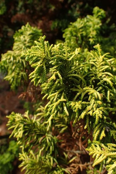 Hinoki cypress 'Tetragona Aurea' (Chamaecyparis obtusa 'Tetragona Aurea')