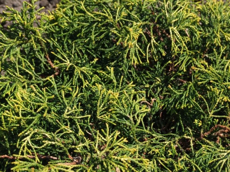 Hinoki cypress 'Tsatsumi Gold' (Chamaecyparis obtusa 'Tsatsumi Gold')