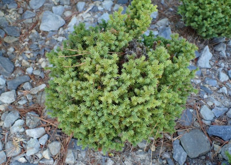Japanese cedar 'Compressa' (Cryptomeria japonica 'Compressa')
