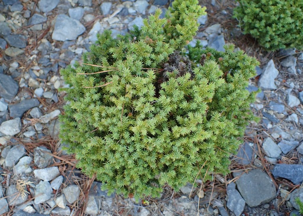 Japanese cedar 'Compressa' (Cryptomeria japonica 'Compressa')