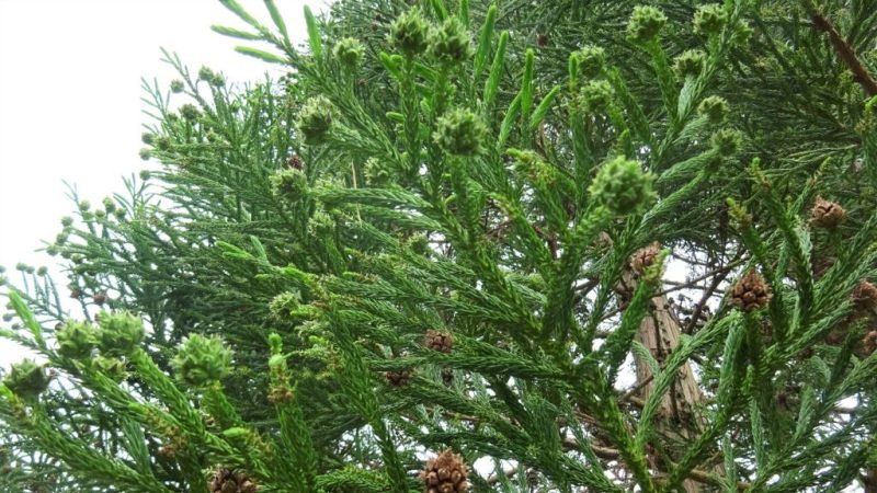Japanese cedar (Cryptomeria japonica)