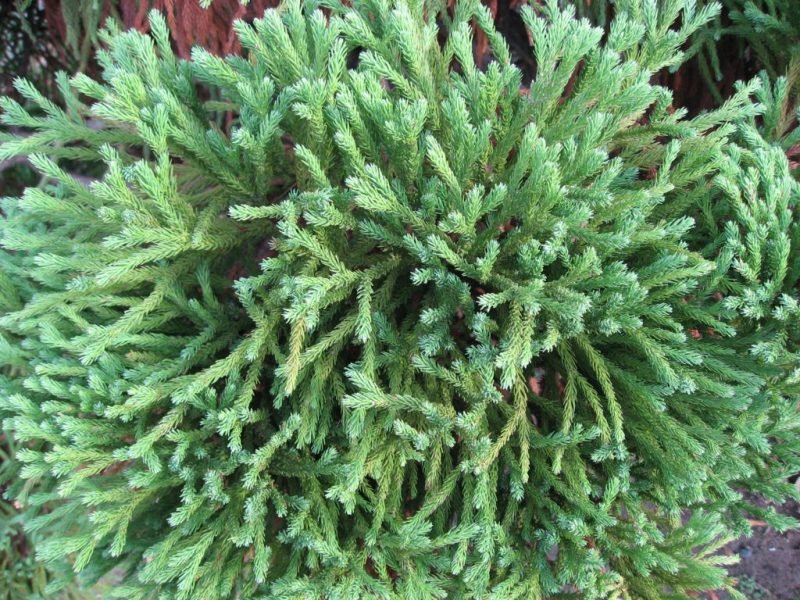 Japanese cedar 'Globosa Nana' (Cryptomeria japonica 'Globosa Nana')