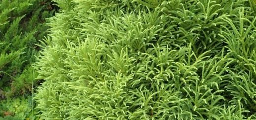 Cryptomeria japonica ‘Compressa’ - growing guides