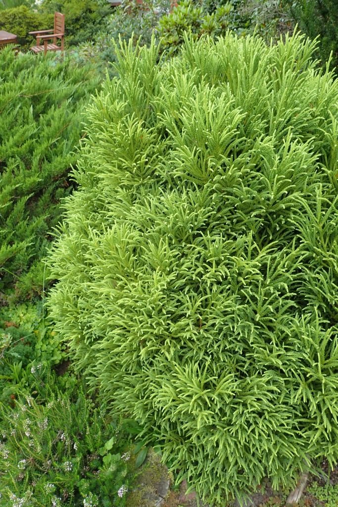 Japanese cedar 'Little Champion' (Cryptomeria japonica 'Little Champion')