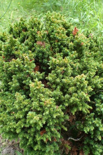 Japanese cedar 'Vilmoriniana' (Cryptomeria japonica 'Vilmoriniana')