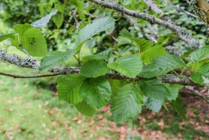 Japanese cherry birch (Betula grossa)