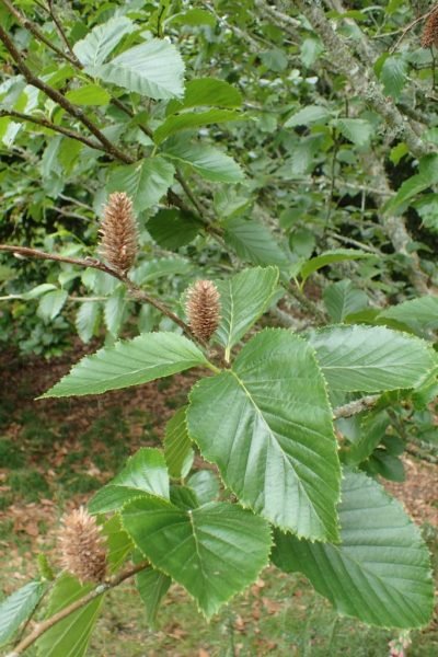 How to plant Japanese cherry birch (Betula grossa)_1