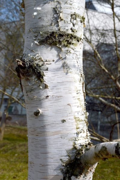 Where to plant Japanese cherry birch (Betula grossa)_2