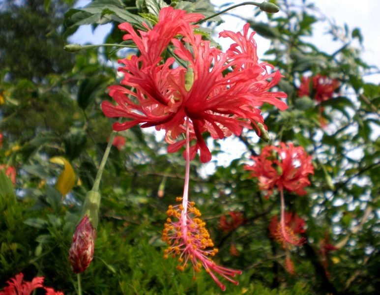 Japanese hibiscus (Hibiscus schizopetalus)