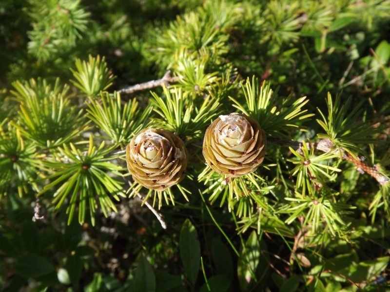 Japanese larch (Larix kaempferi)