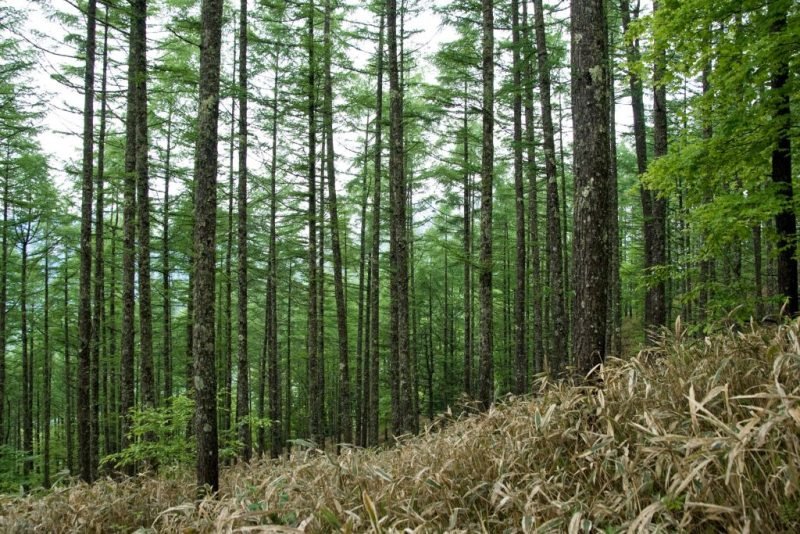 How to plant Japanese larch (Larix kaempferi)_1
