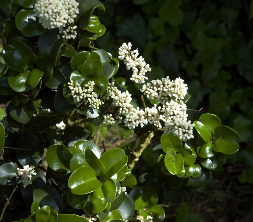 Japanese privet 'Rotundifolium' (Ligustrum japonicum 'Rotundifolium')