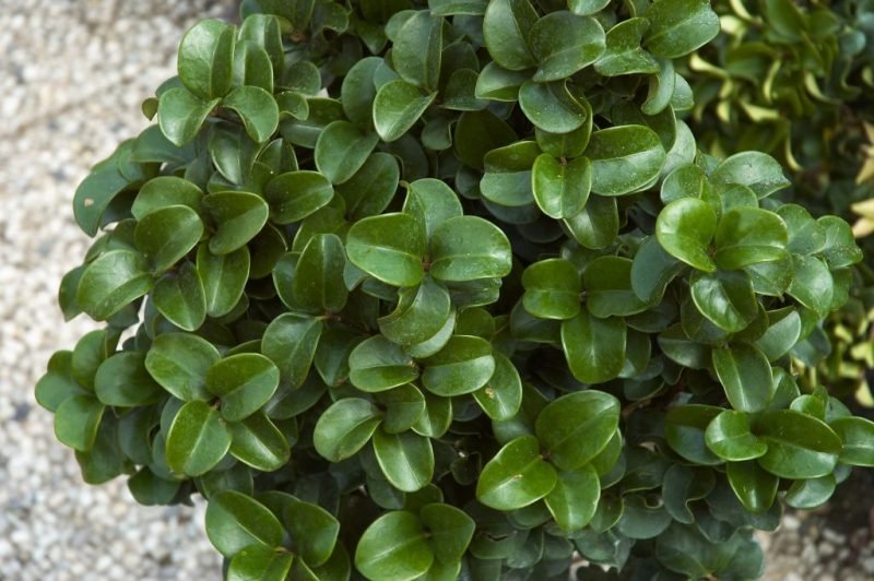 How to plant Japanese privet 'Rotundifolium' (Ligustrum japonicum 'Rotundifolium')_1