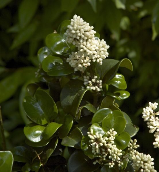 Where to plant Japanese privet 'Rotundifolium' (Ligustrum japonicum 'Rotundifolium')_2
