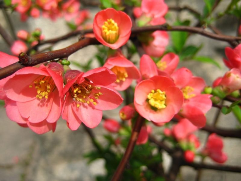 Japanese quince (Chaenomeles speciosa)