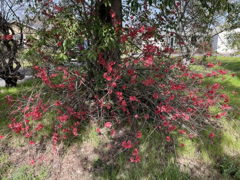 How to plant Japanese quince (Chaenomeles speciosa)_1