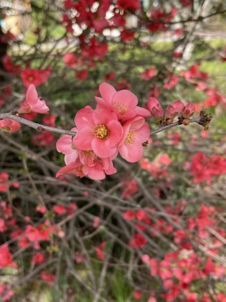 Where to plant Japanese quince (Chaenomeles speciosa)_2