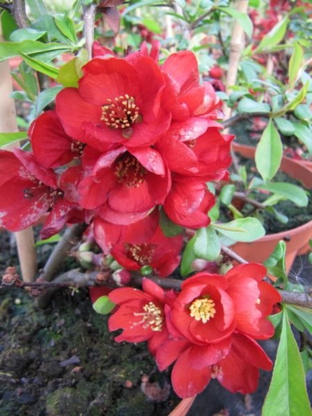 Japanese quince 'Crimson and Gold' (Chaenomeles × superba 'Crimson and Gold')
