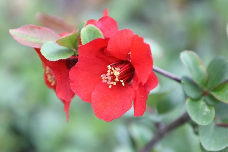 Japanese quince 'Knap Hill Scarlet' (Chaenomeles × superba 'Knap Hill Scarlet')