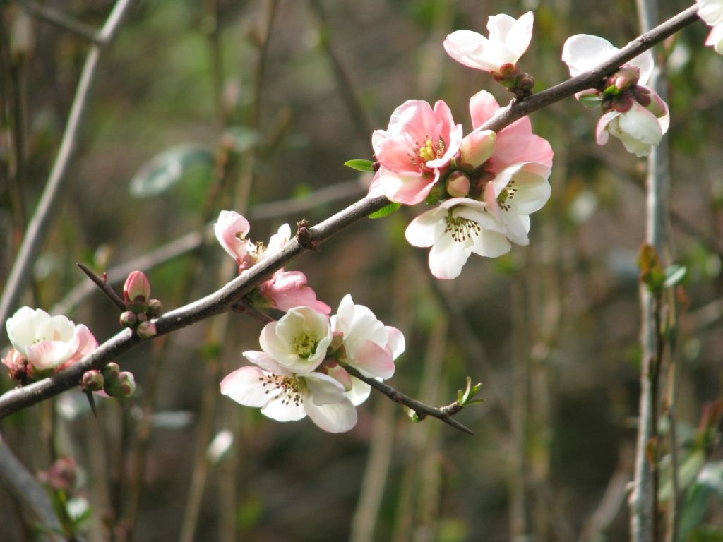 Japanese quince 'Moerloosei' (Chaenomeles speciosa 'Moerloosei')