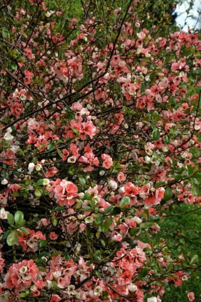 How to plant Japanese quince 'Moerloosei' (Chaenomeles speciosa 'Moerloosei')_1