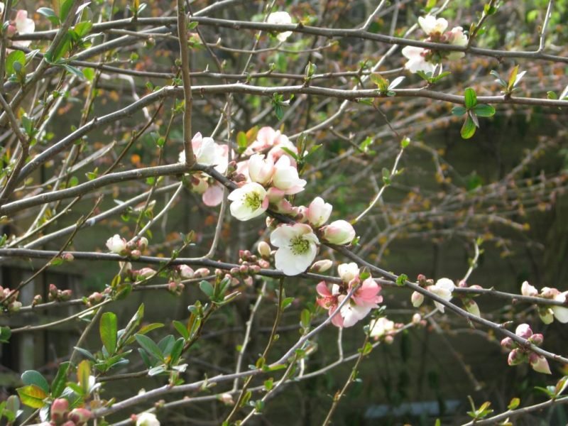Where to plant Japanese quince 'Moerloosei' (Chaenomeles speciosa 'Moerloosei')_2