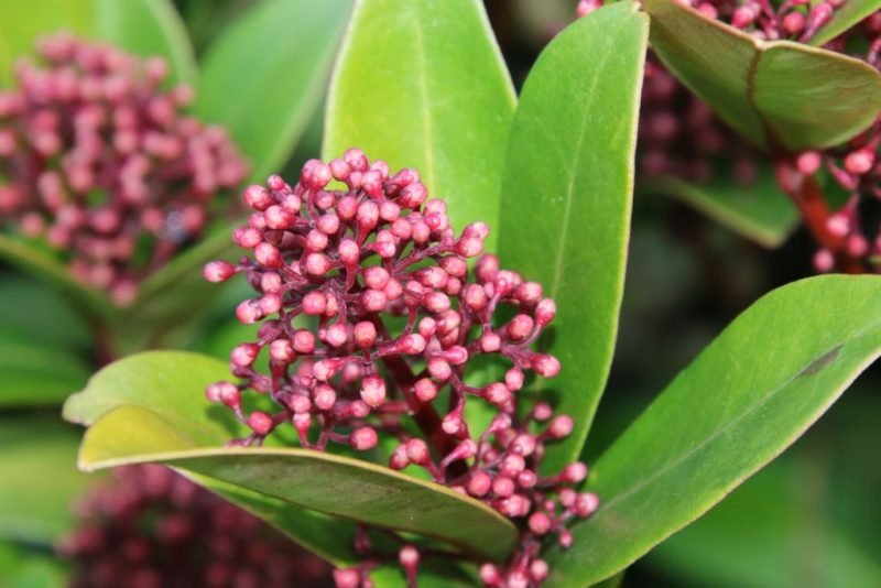 Japanese skimmia (Skimmia japonica)