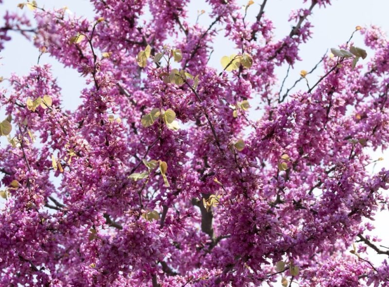 Judas tree (Cercis siliquastrum)