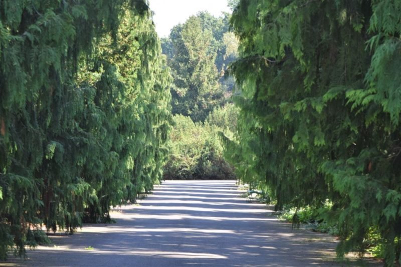 Lawson's cypress (Chamaecyparis lawsoniana)