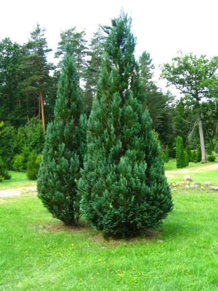 Lawson's cypress 'Columnaris' (Chamaecyparis lawsoniana 'Columnaris')