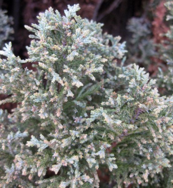 Lawson's cypress 'Ellwoodii' (Chamaecyparis lawsoniana 'Ellwoodii')