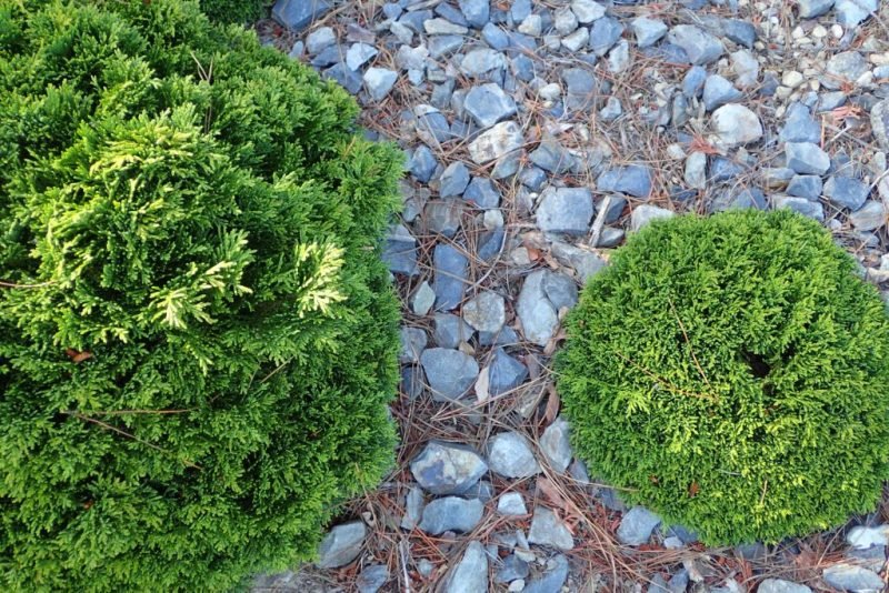 Lawson's cypress 'Green Globe' (Chamaecyparis lawsoniana 'Green Globe')