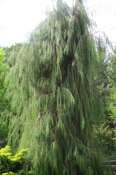 Lawson's cypress 'Imbricata Pendula' (Chamaecyparis lawsoniana 'Imbricata Pendula')