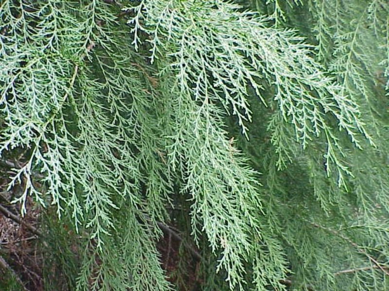Lawson's cypress 'Intertexta' (Chamaecyparis lawsoniana 'Intertexta')