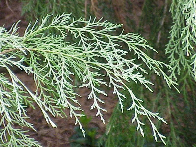 How to plant Lawson's cypress 'Intertexta' (Chamaecyparis lawsoniana 'Intertexta')_1