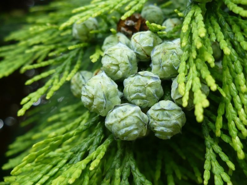 Lawson's cypress 'Lutea' (Chamaecyparis lawsoniana 'Lutea')