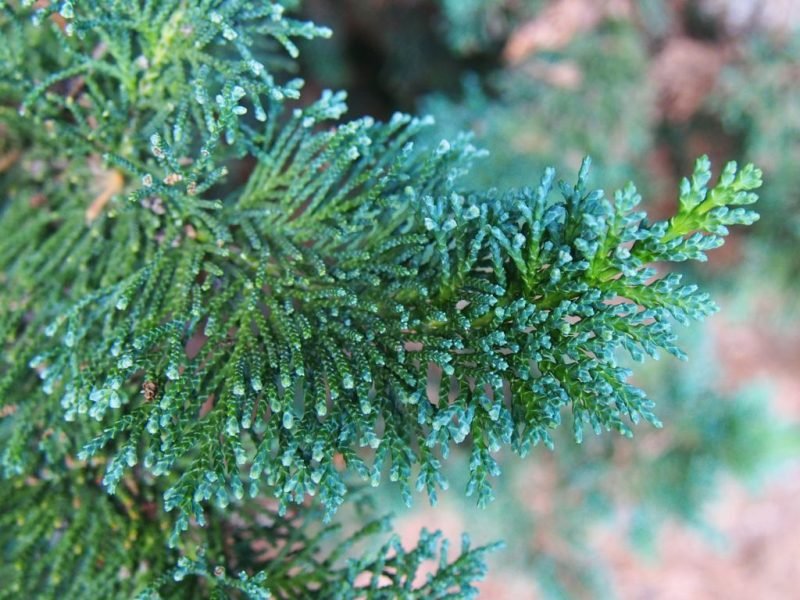 Lawson's cypress 'Wisselii' (Chamaecyparis lawsoniana 'Wisselii')