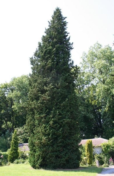 How to plant Lawson's cypress 'Wisselii' (Chamaecyparis lawsoniana 'Wisselii')_1