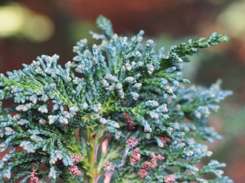 Where to plant Lawson's cypress 'Wisselii' (Chamaecyparis lawsoniana 'Wisselii')_2