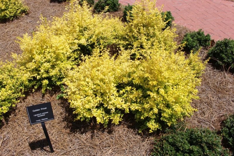 Ligustrum sinense 'Sunshine' (Ligustrum sinense 'Sunshine')