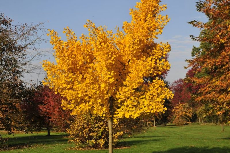 Maidenhair tree 'Autumn Gold' (Ginkgo biloba 'Autumn Gold')