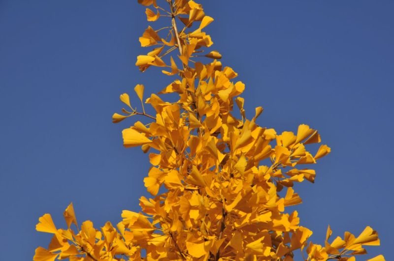 How to plant Maidenhair tree 'Autumn Gold' (Ginkgo biloba 'Autumn Gold')_1