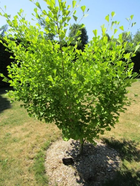 Where to plant Maidenhair tree 'Autumn Gold' (Ginkgo biloba 'Autumn Gold')_2