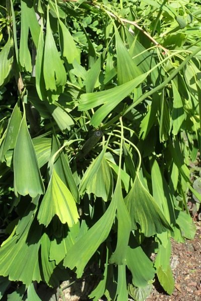 Maidenhair tree 'California Sunset' (Ginkgo biloba 'California Sunset')