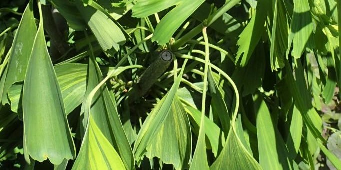 Maidenhair tree 'California Sunset' (Ginkgo biloba 'California Sunset')