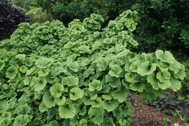Maidenhair tree 'Troll' (Ginkgo biloba 'Troll')