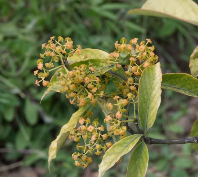 Many-flowered spindle (Euonymus myrianthus)