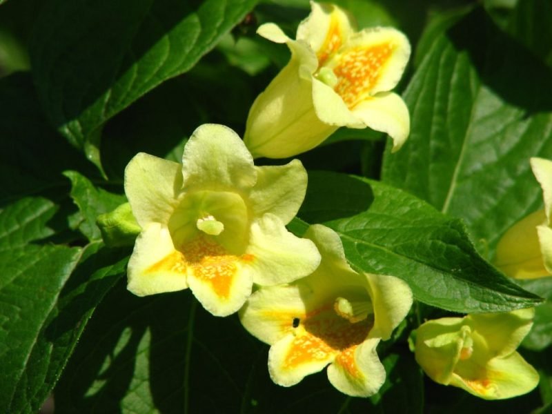 Middendorf weigela (Weigela middendorffiana)