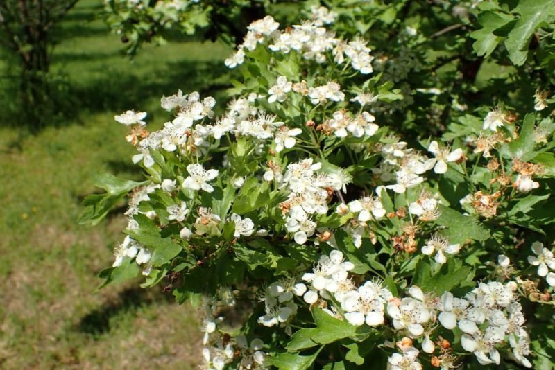 Midland hawthorn (Crataegus laevigata)