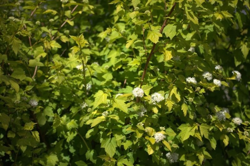 Ninebark 'Dart's Gold' (Physocarpus opulifolius 'Dart's Gold')